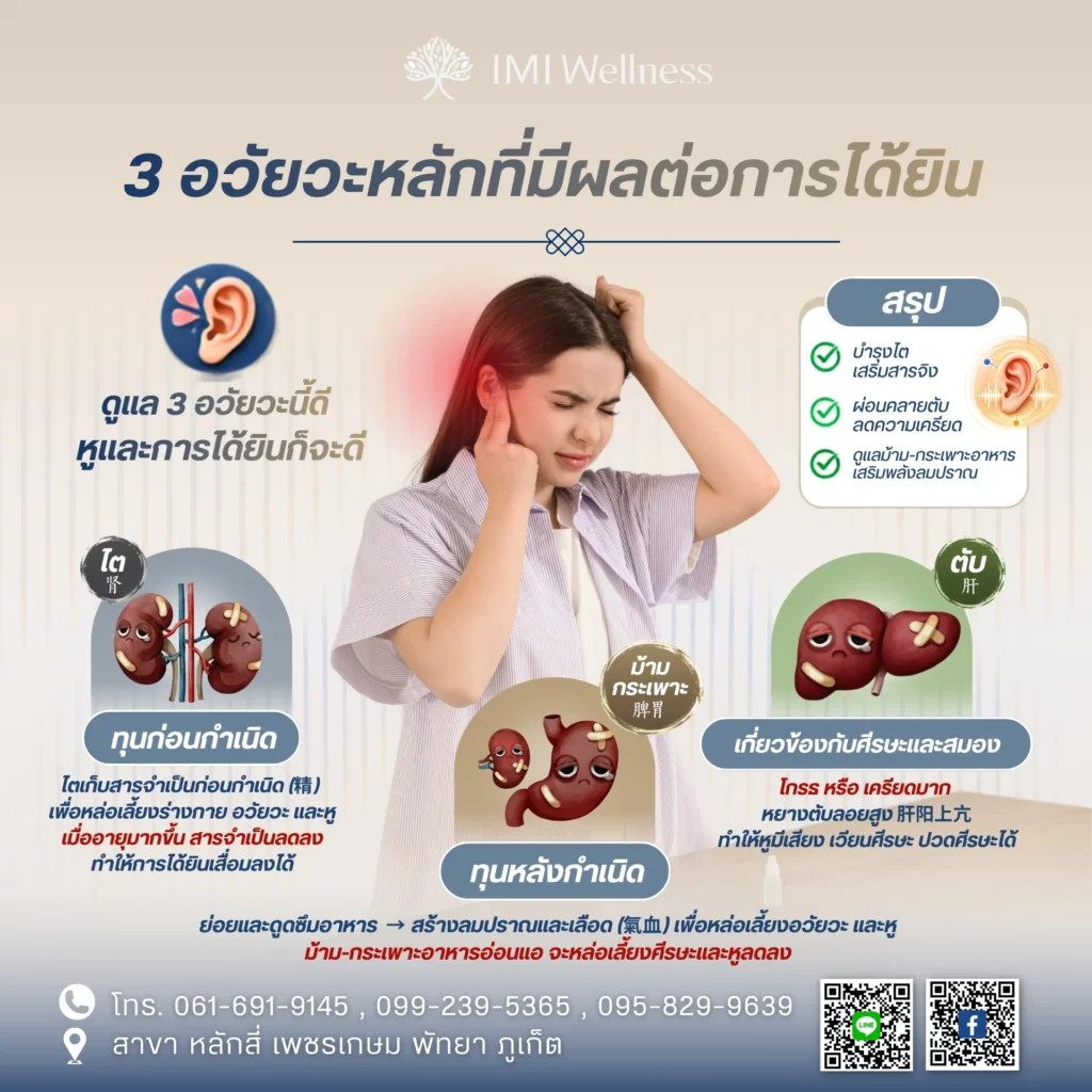 อินโฟกราฟิกอวัยวะภายในที่เกี่ยวข้องกับหูและการได้ยินตามแพทย์แผนจีน